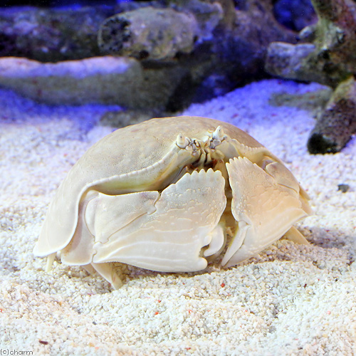 （海水魚）カニ　マルソデカラッパ（１匹）　北海道・九州航空便要保温