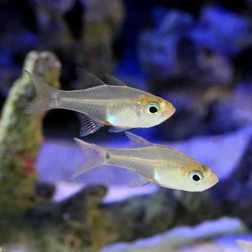 （海水魚）沖縄産　ウスモモテンジクダイ（１匹）　北海道・九州航空便要保温