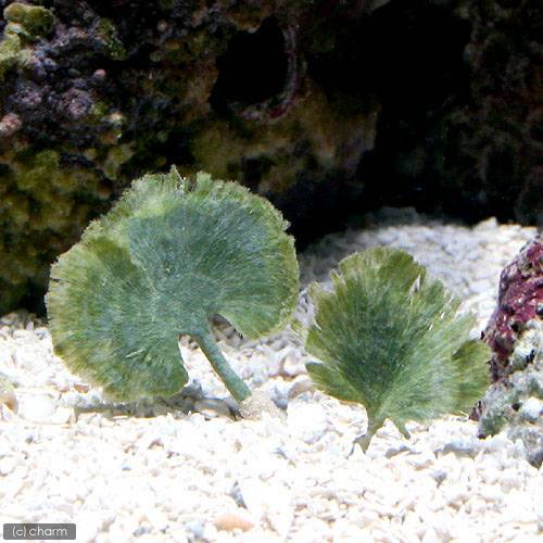 （海水魚）海藻　ハゴロモ（１本）　北海道・九州航空便要保温