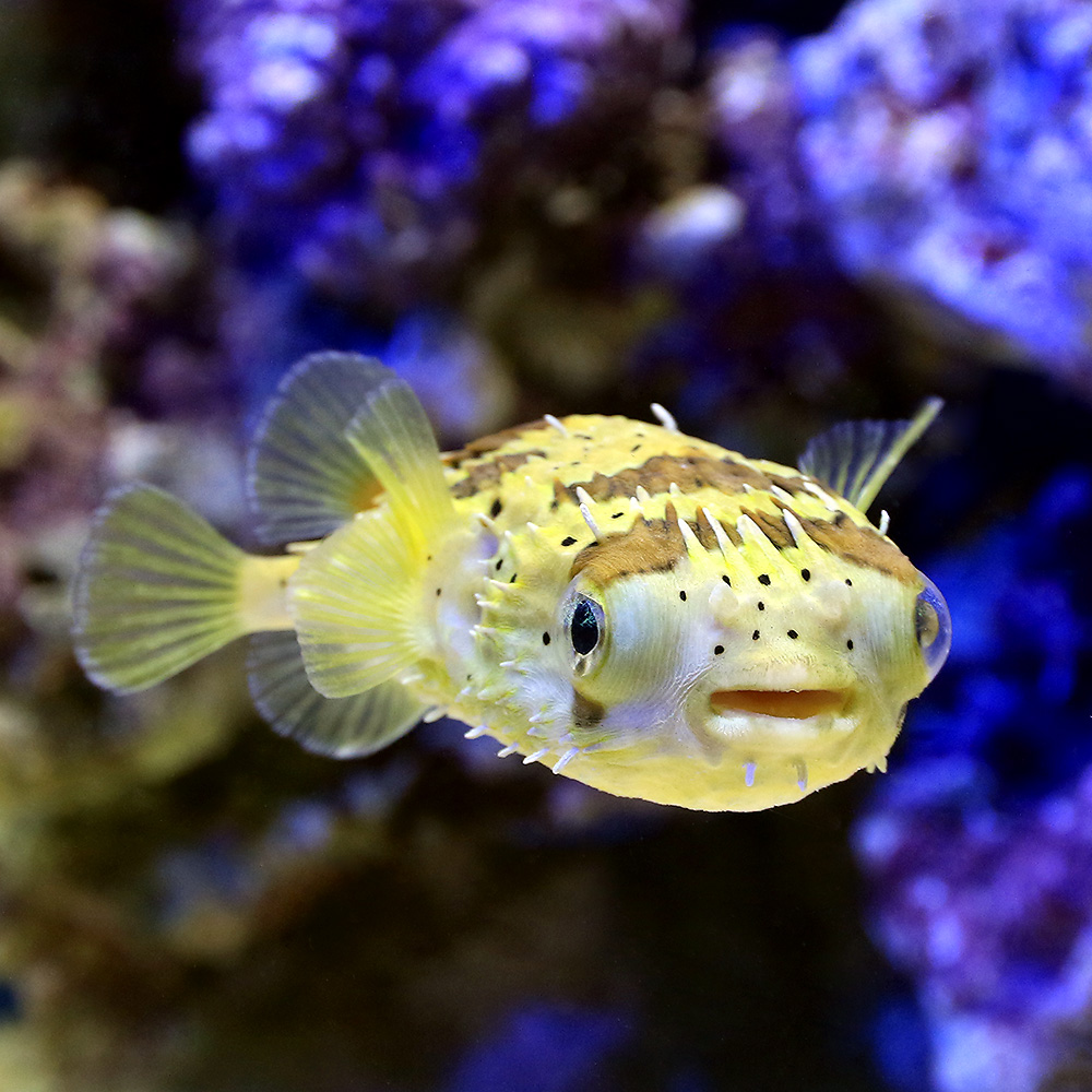 （海水魚）ハリセンボン　Ｌサイズ（１匹）　北海道・九州航空便要保温