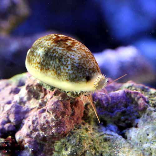 （海水魚）貝　ナツメダカラモドキ（１匹）　北海道・九州航空便要保温