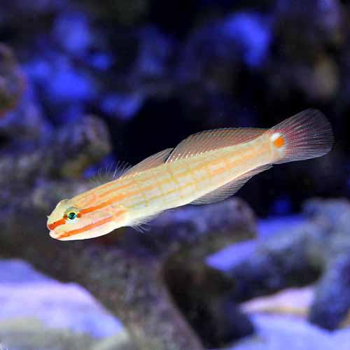 （海水魚）沖縄産　ジュウモンジサラサハゼ（１匹）　北海道・九州航空便要保温