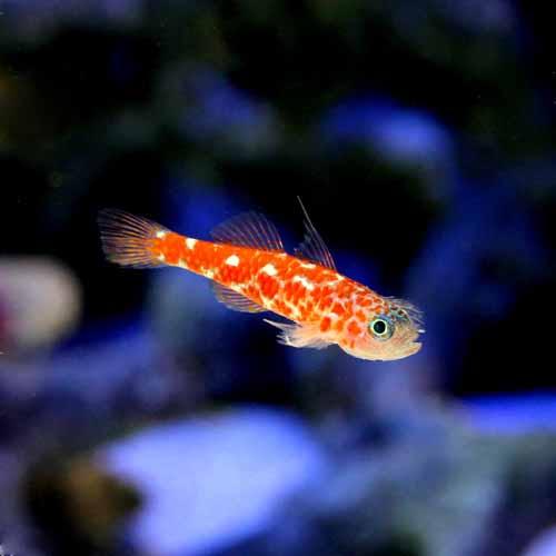 （海水魚）沖縄産　チゴベニハゼ（１匹）