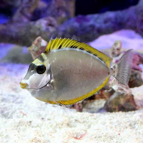 （海水魚）インド洋産　ミヤコテングハギ（１匹）　北海道・九州航空便要保温