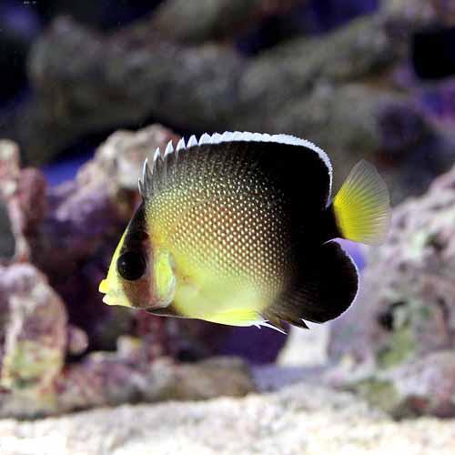 （海水魚）ヤッコ　クロシテンヤッコ　Ｓサイズ（１匹）　北海道・九州航空便要保温