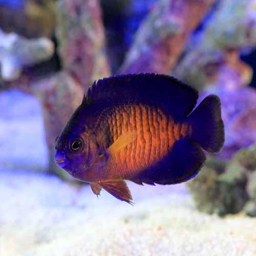 （海水魚）ヤッコ　セブ産　ルリヤッコ（１匹）　北海道・九州航空便要保温