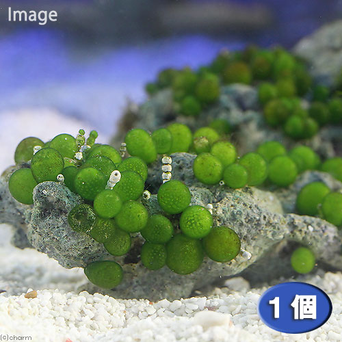 （海水魚）海藻　ミズタマ（１個）　北海道・九州航空便要保温