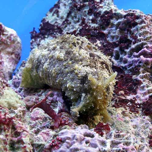 （海水魚）ウミウシ　タツナミガイ　Ｌサイズ（１匹）　北海道・九州航空便要保温