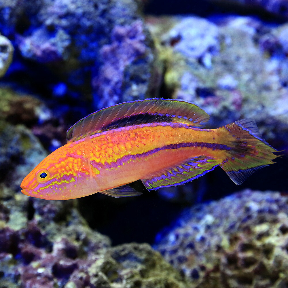 （海水魚）ピンテールフェアリーラス　オス（１匹）　北海道航空便要保温