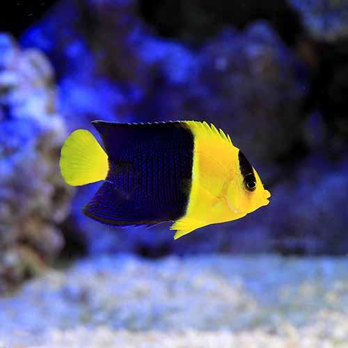 （海水魚）ヤッコ　ソメワケヤッコ　Ｓサイズ（１匹）