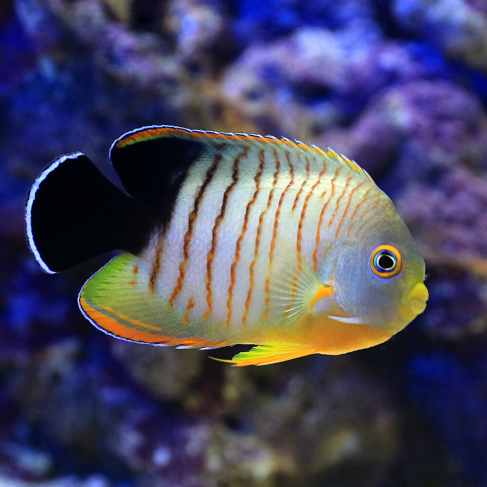 （海水魚）ヤッコ　エイブリーエンゼル　Ｍサイズ（１匹）　北海道・九州航空便要保温