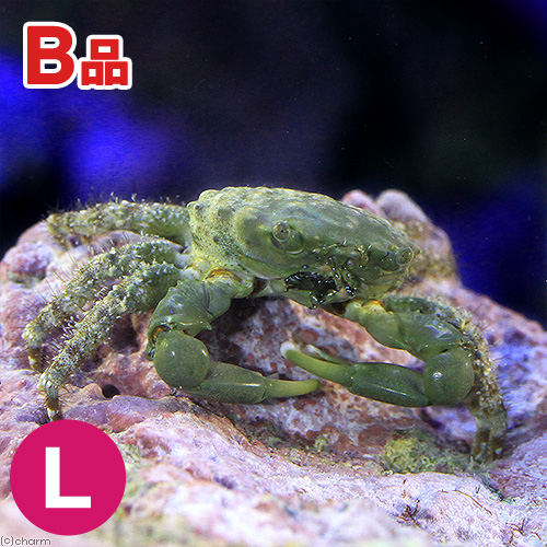 （海水魚）カニ　（Ｂ品）エメラルドグリーンクラブ　Ｌサイズ（１匹）　北海道・九州航空便要保温