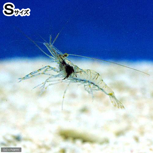 （海水魚）生餌　エサ用エビミックス　Ｓサイズ（１匹）　活餌　北海道・九州航空便要保温