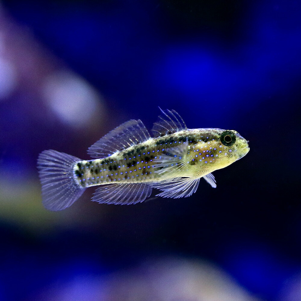 （海水魚）ホシハゼ（１匹）