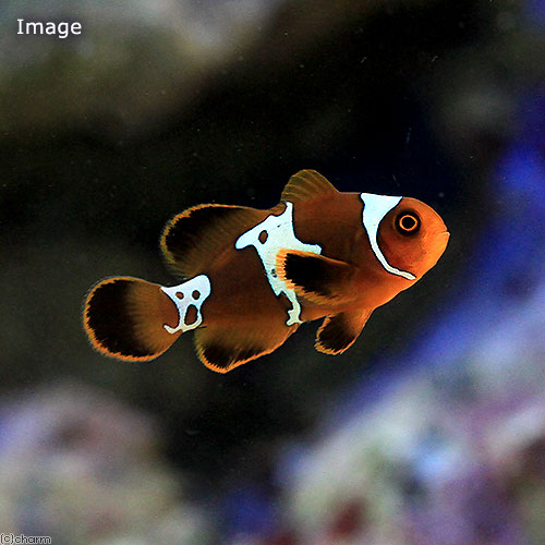 （海水魚）ライトニングマルーンクラウンフィッシュ（ブリード）（１匹）　北海道航空便要保温