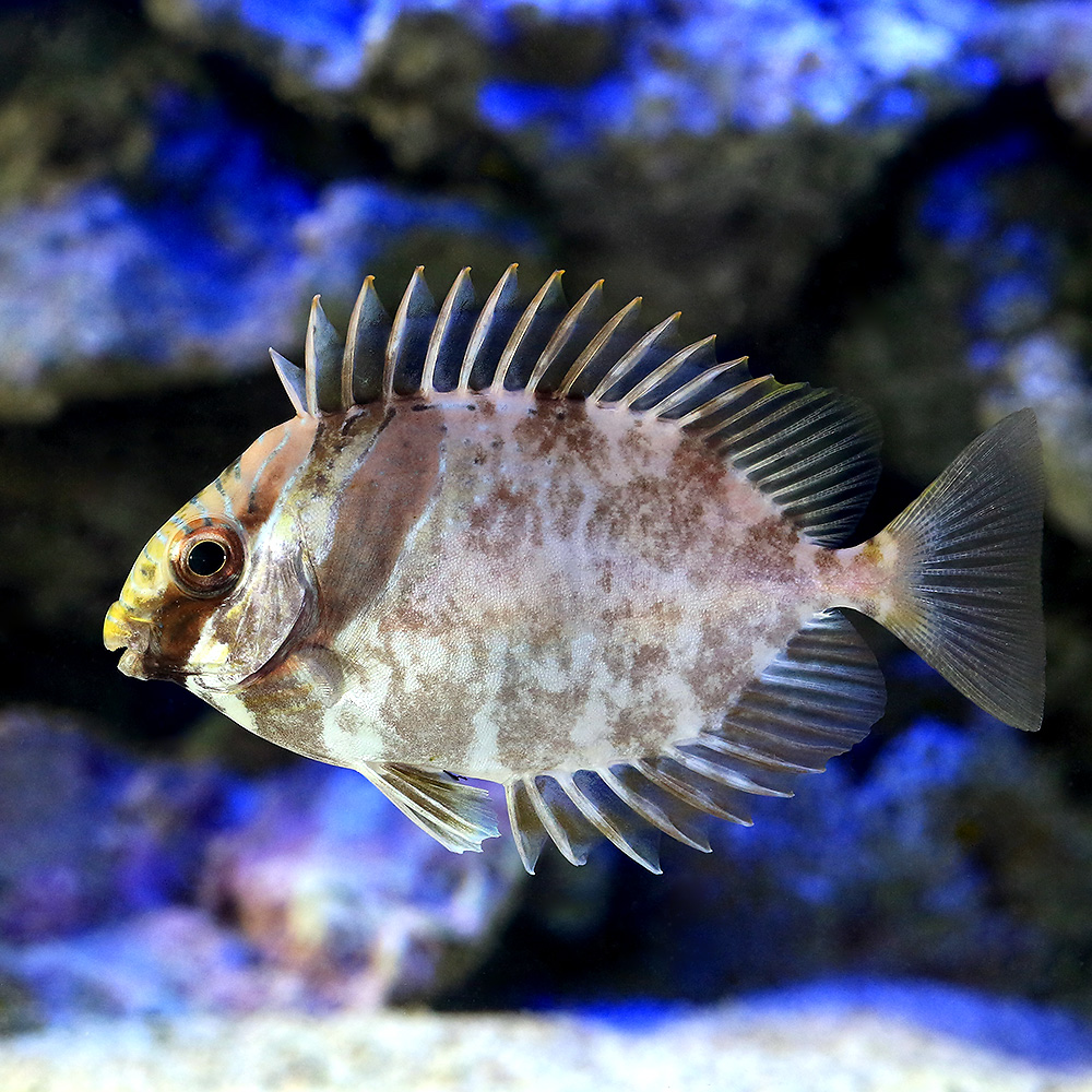 （海水魚）ヒメアイゴ　Ｓサイズ（１匹）　北海道・九州航空便要保温