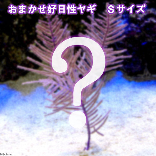 （サンゴ）おまかせ好日性ヤギ　Ｓサイズ（１個）　北海道・九州航空便要保温