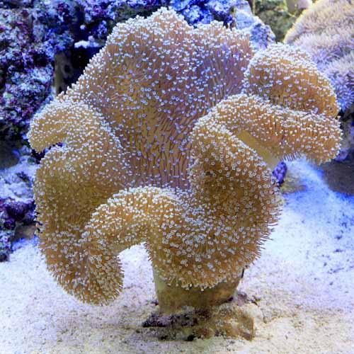 （サンゴ）沖縄産　オオウミキノコ　Ｌサイズ（１個）　北海道・九州航空便要保温