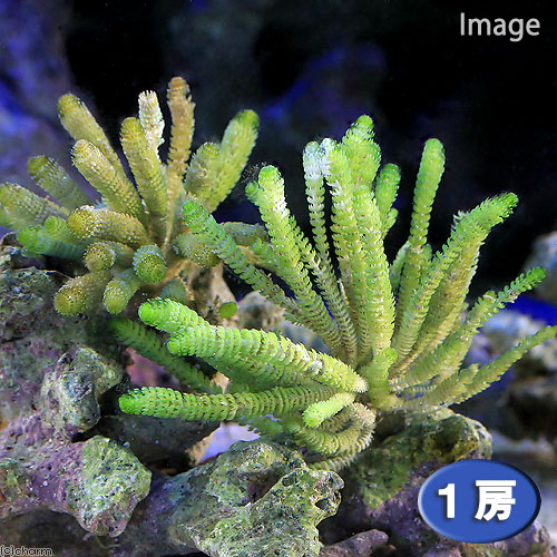 （海水魚）海藻　イソスギナ　石付き（１個）　北海道・九州航空便要保温