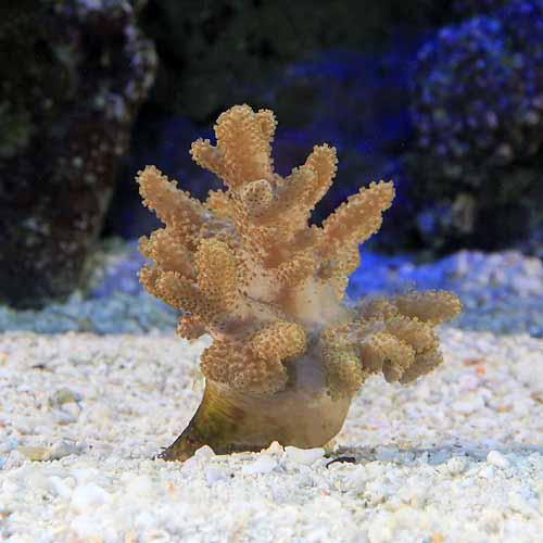 （サンゴ）沖縄産　ナグラカタトサカ　おまかせカラー　Ｓサイズ（１個）　北海道・九州航空便要保温