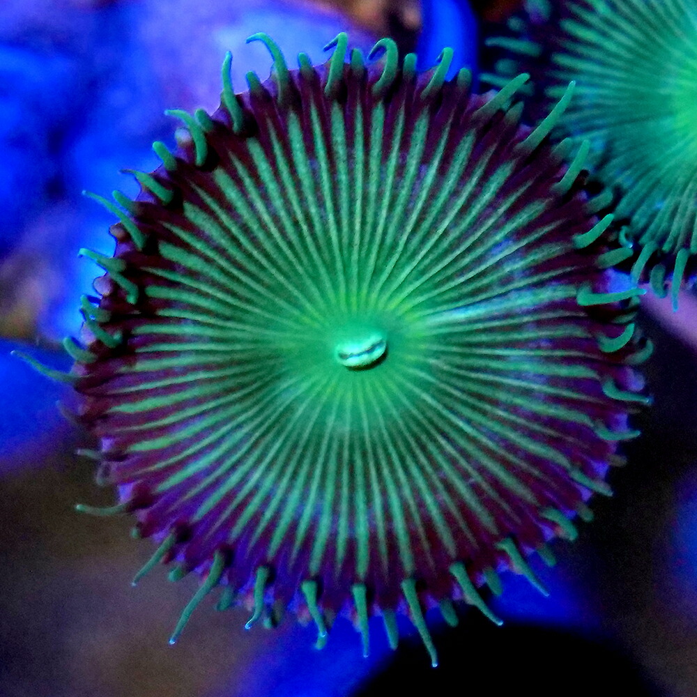 （サンゴ）イワスナギンチャク　グリーン　プラグ付き（１個）　北海道・九州航空便要保温