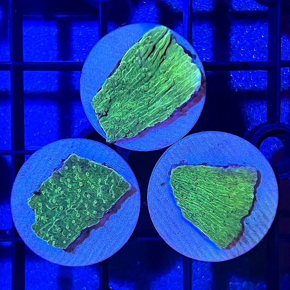 （サンゴ）ウスコモンサンゴ　メタリックグリーン系　プラグ付き（１個）　ｙ－６　北海道・九州航空便要保温