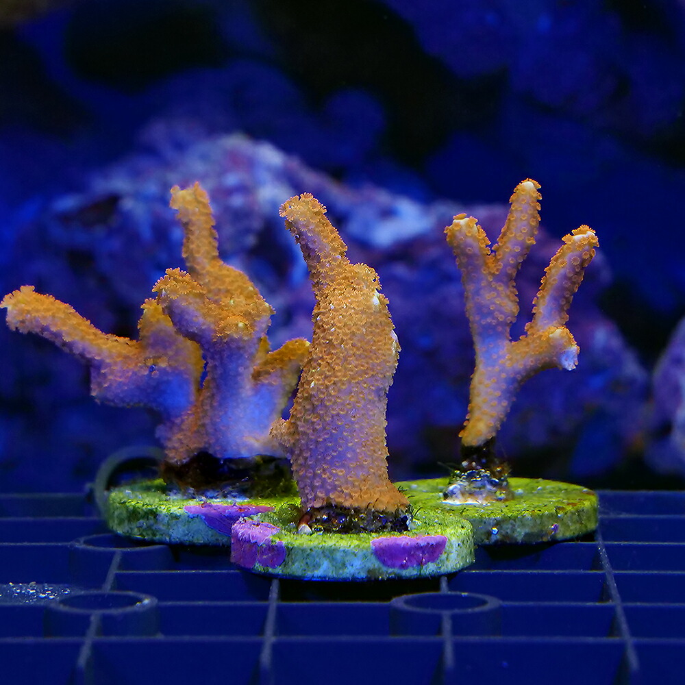 （サンゴ）エダコモンサンゴ　レッド　プラグ付き（１個）　北海道・九州航空便要保温