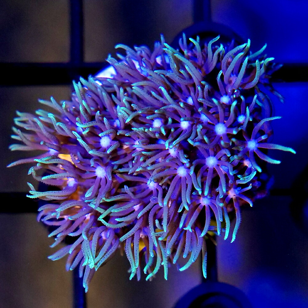 （サンゴ）スターポリプｓｐ．　センターホワイト　プラグ付き（１個）　北海道・九州航空便要保温