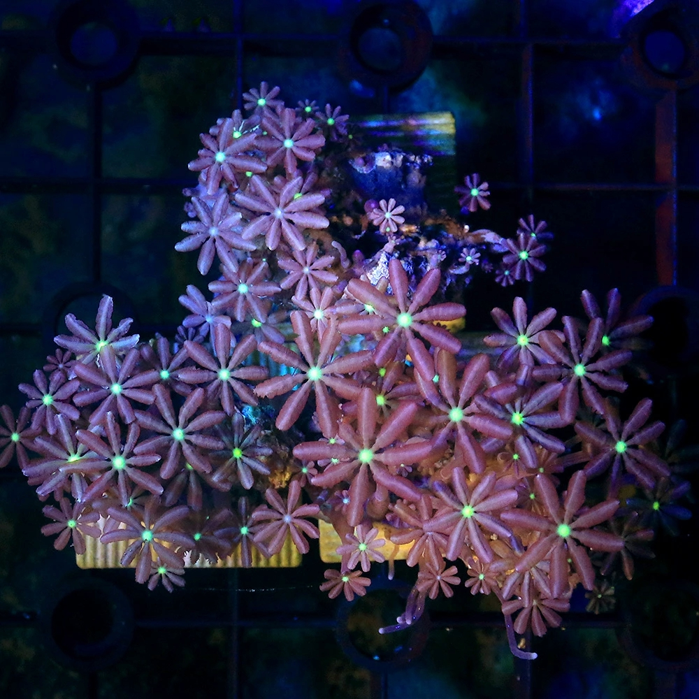 （サンゴ）ハナヅタ　プレート付き（１個）　北海道・九州航空便要保温