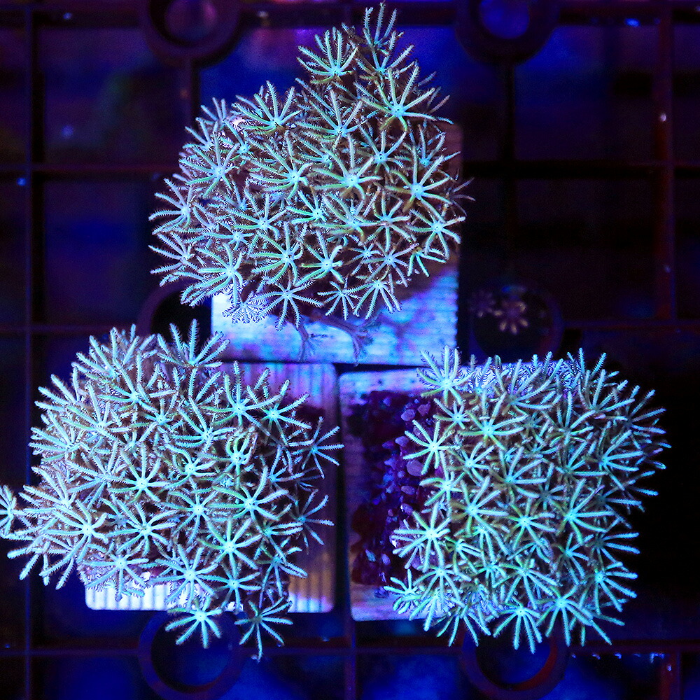 （サンゴ）クダサンゴ　ホワイトグリーン　プラグ付き（１個）　北海道・九州航空便要保温