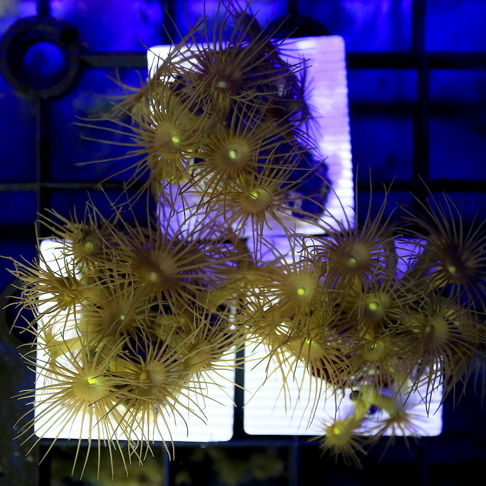 （サンゴ）イエローポリプ　プレート付き（１個）　ｙ－４　北海道・九州航空便要保温