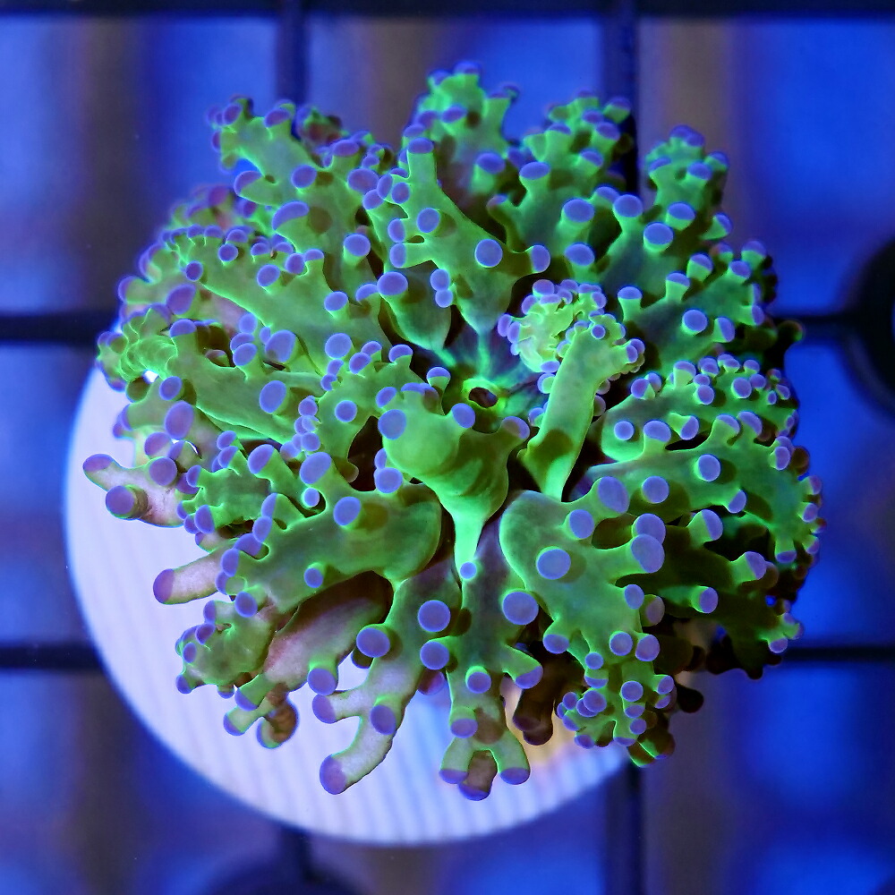 （サンゴ）コエダナガレハナサンゴ　グリーン　プラグ付き（１個）　北海道・九州航空便要保温