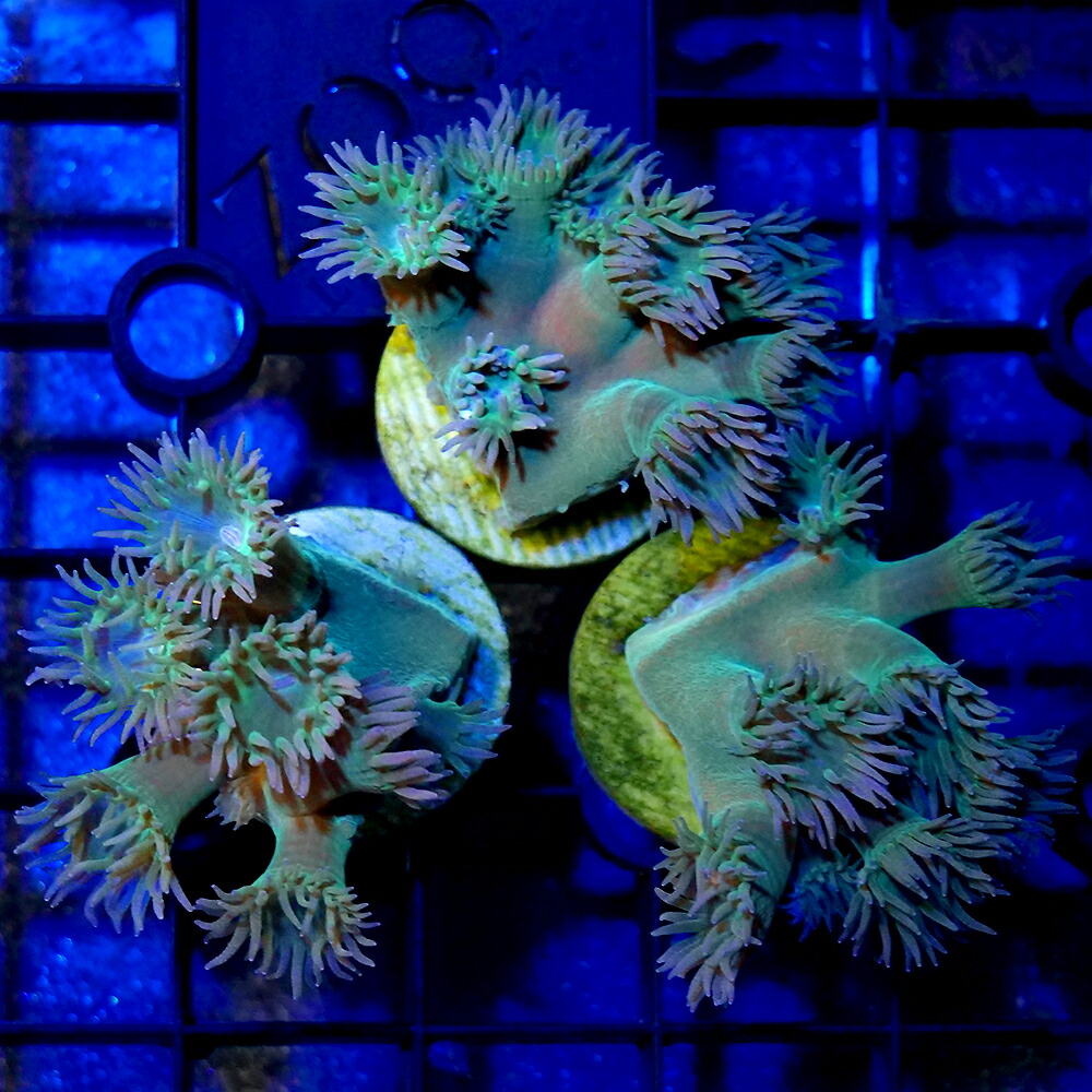 （サンゴ）オオスリバチサンゴ　プラグ付き（１個）　北海道・九州航空便要保温