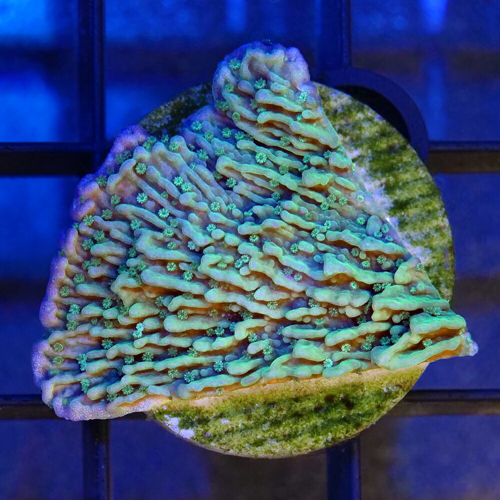 （サンゴ）ウスコモンサンゴ　グリーン　プラグ付き（１個）　北海道・九州航空便要保温