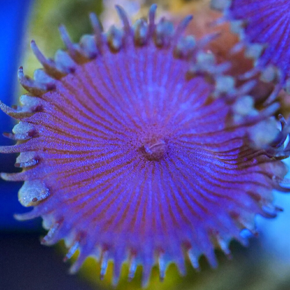 （サンゴ）マメスナギンチャク　パープルデス　プラグ付き（１個）　北海道・九州航空便要保温