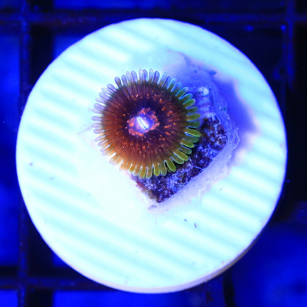 （サンゴ）マメスナギンチャク　グランドマスタークラカトア　プラグ付き（１個）　北海道・九州航空便要保温