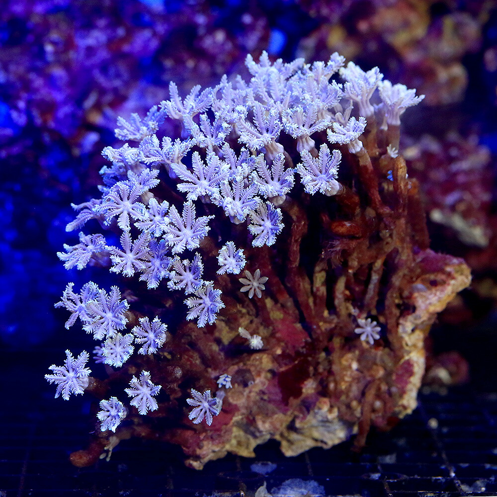 （サンゴ）沖縄産　ツツウミヅタ　スノーポリプ　ライトグリーン（１個）　北海道・九州航空便要保温