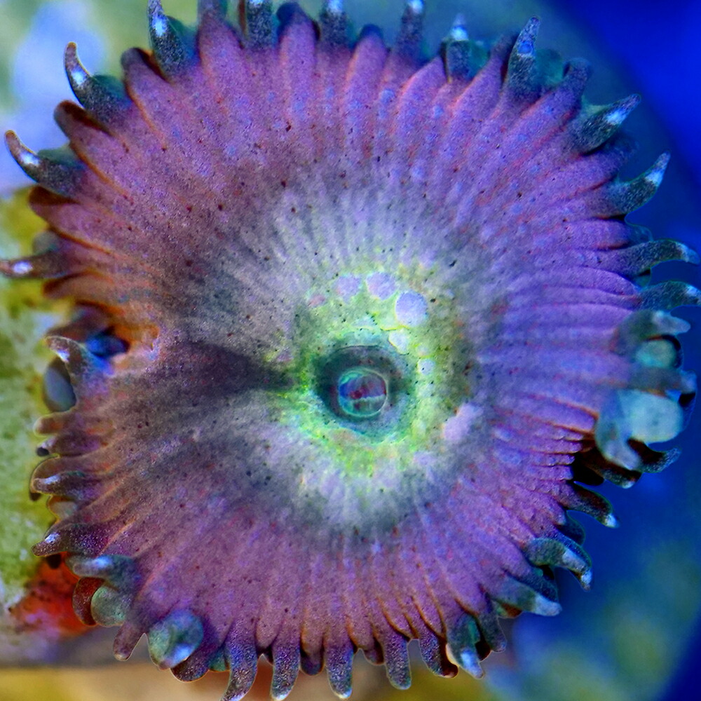 （サンゴ）マメスナギンチャク　ビューティーアンドビースト　プラグ付き（１個）　北海道・九州航空便要保温