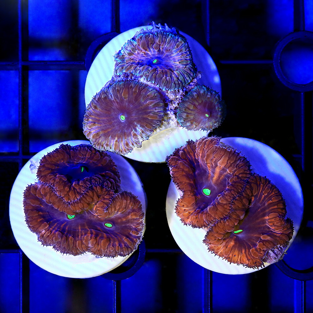 （サンゴ）フラグサンゴ　オーストラリア産　トゲサンゴ　ピンク　ポリカプラグ付き（１個）ｗｈ‐５７