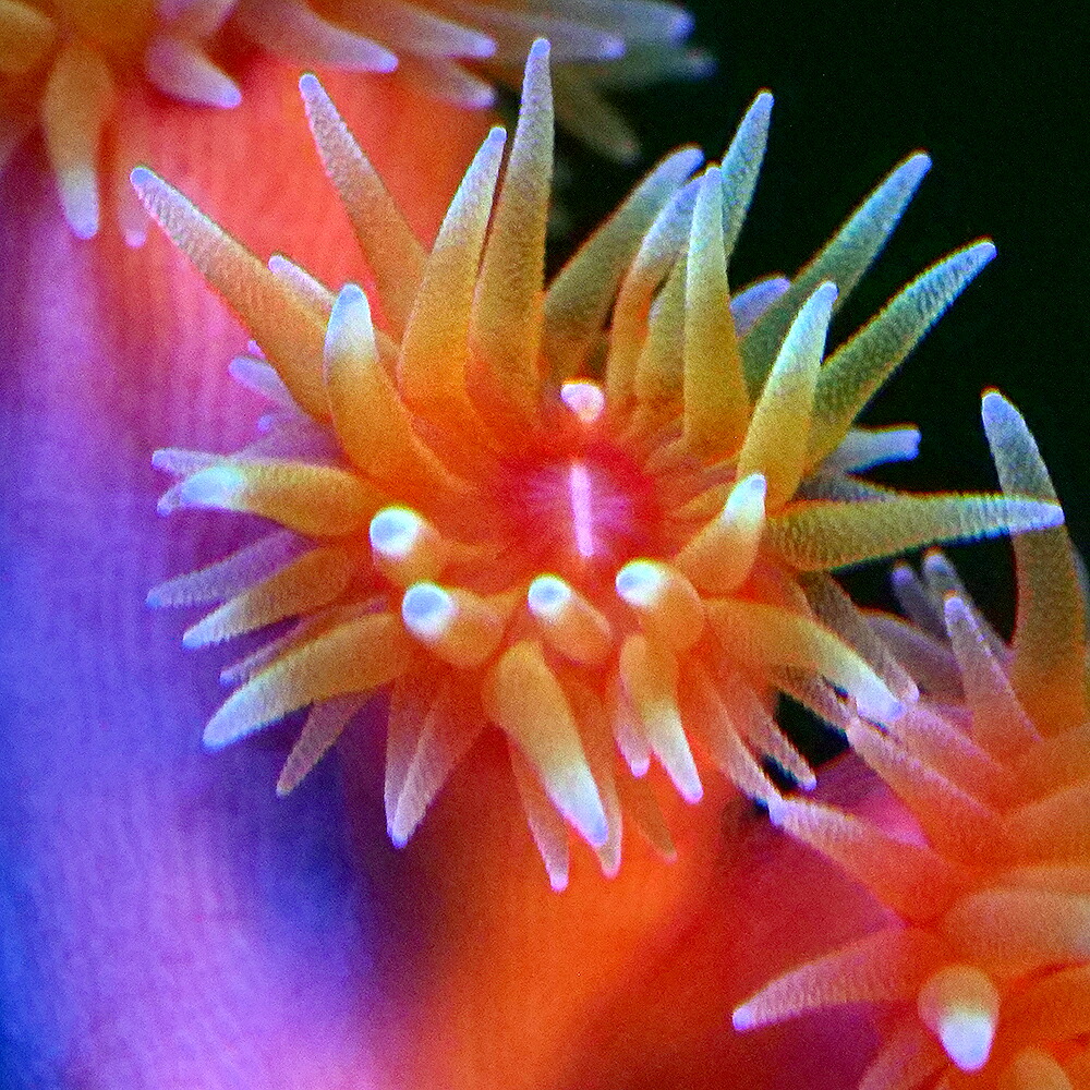 （サンゴ）フラグサンゴ　オオエダキサンゴ　ポリカプラグ付き（１個）ｗｈ‐７５