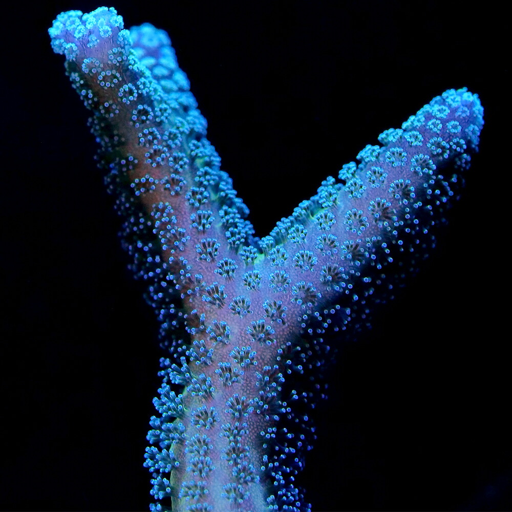 （サンゴ）フラグサンゴ　オーストラリア産　トゲサンゴ　グリーン　ポリカプラグ付き（１個）ｗｈ‐７７