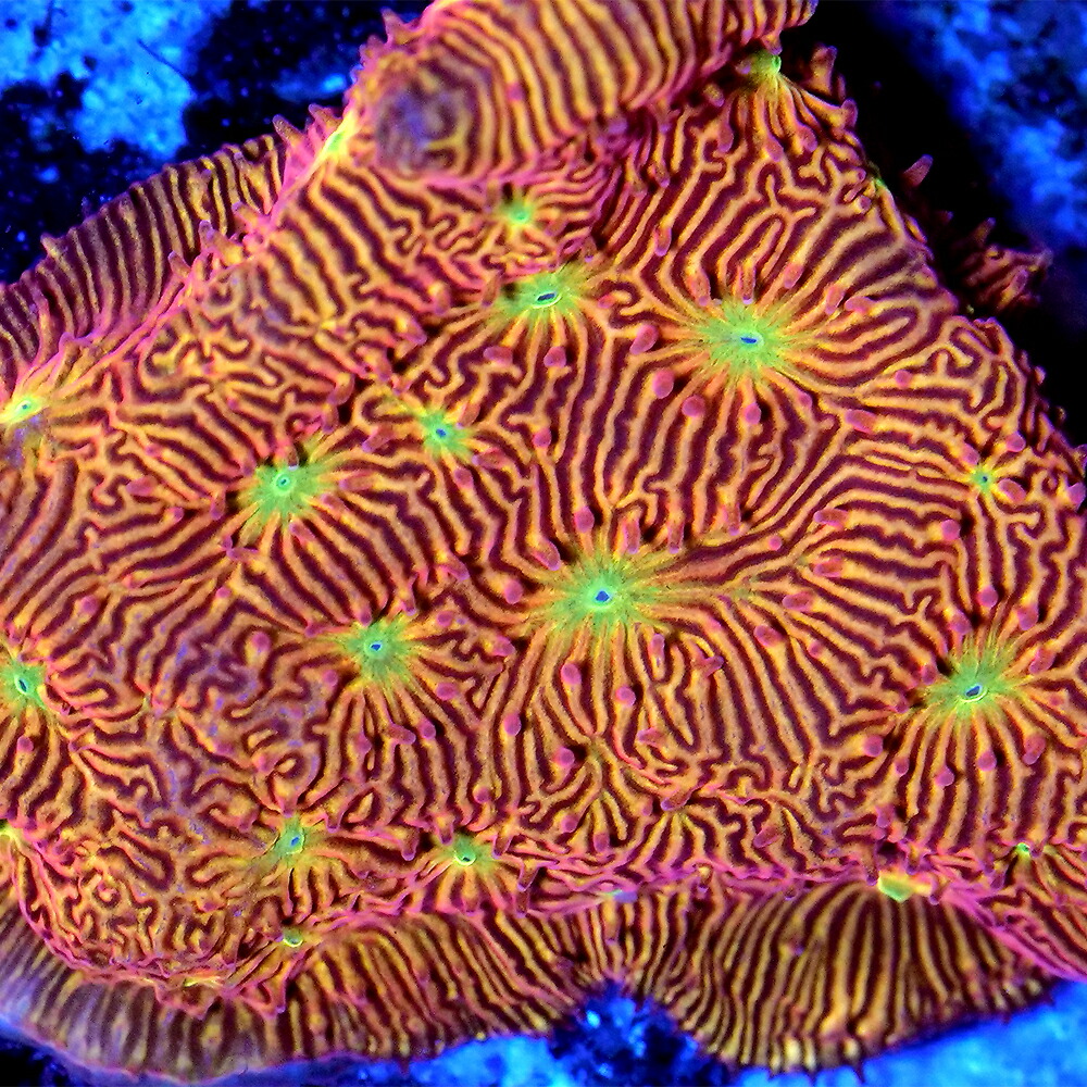 （サンゴ）フラグサンゴ　センベイサンゴ　ジャックオーランタン　ポリカプラグ付き（１個）ｗｈ‐７８
