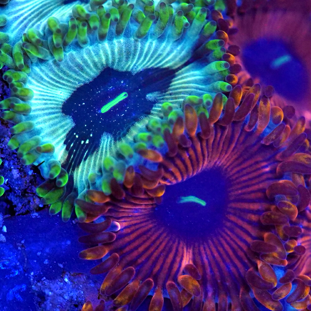 （サンゴ）フラグサンゴ　おまかせマメスナギンチャク付きマルコロック　Ｓサイズ　Ｍサイズポリカプラグ付き（１個）ｗｈ-７９　北海道・九州航空便要保温