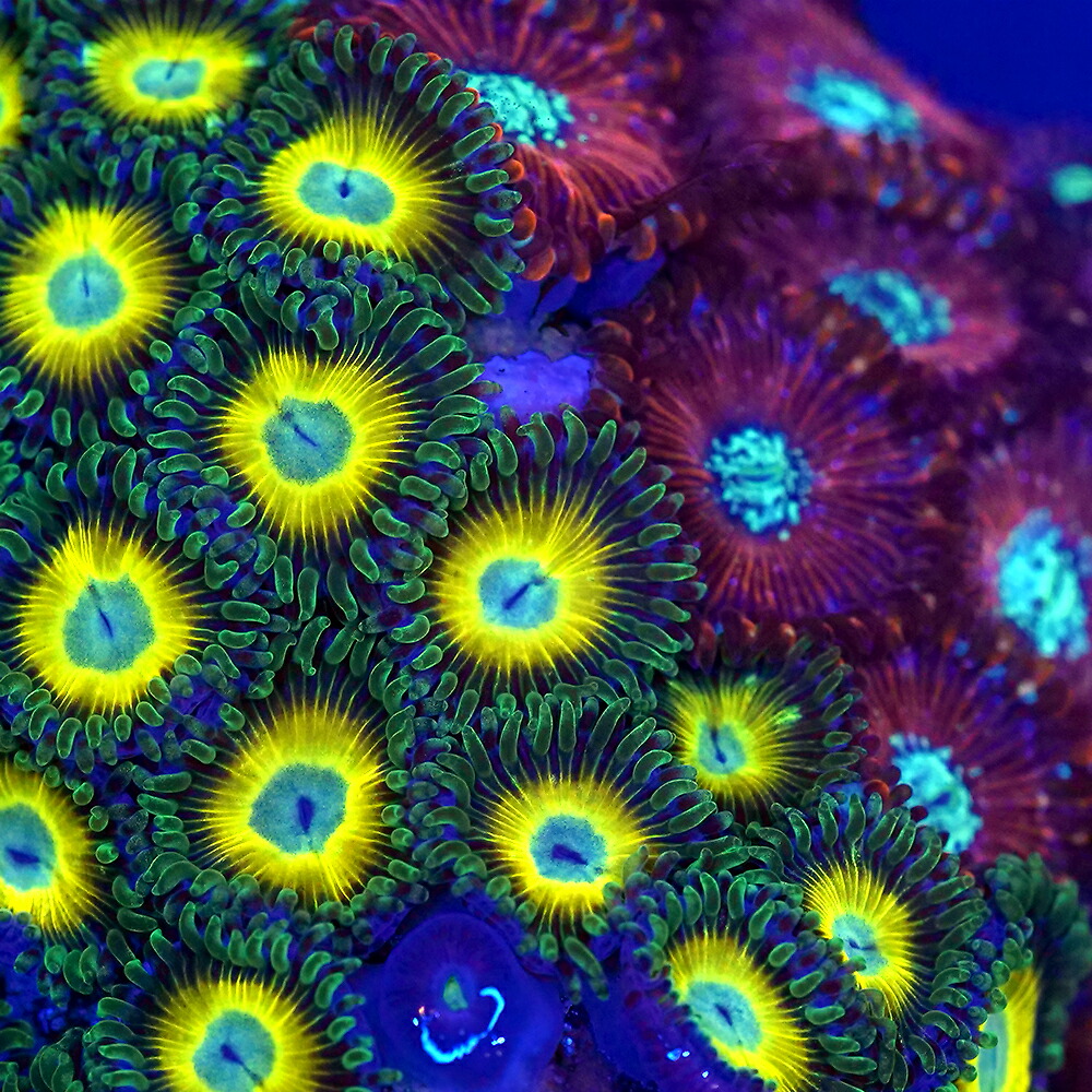 （サンゴ）フラグサンゴ　おまかせマメスナギンチャク付きマルコロック　Ｍサイズ　Ｍサイズポリカプラグ付き（１個）ｗｈ-８０　北海道・九州航空便要保温