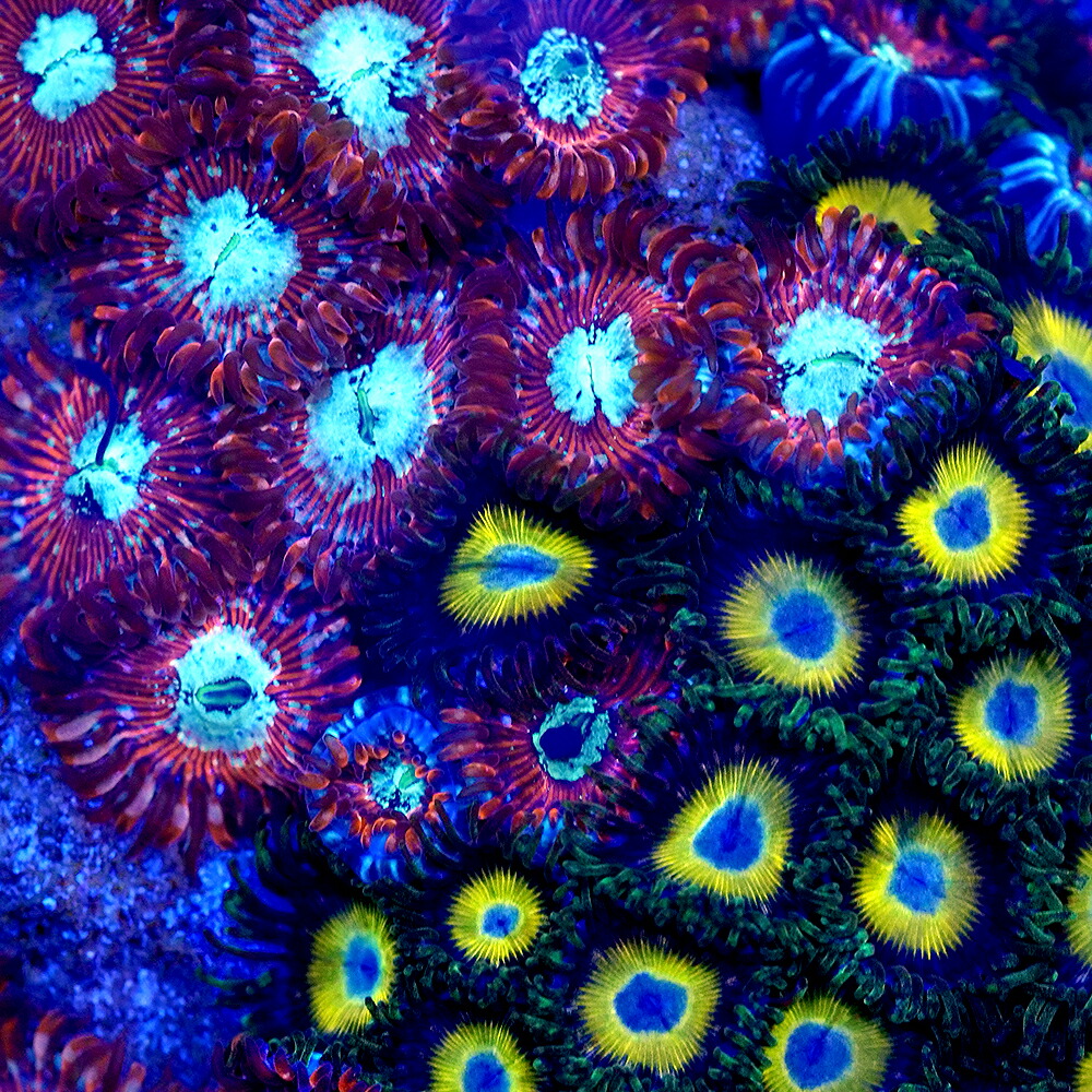 （サンゴ）フラグサンゴ　おまかせマメスナギンチャク付きマルコロック　Ｌサイズ　Ｍサイズポリカプラグ付き（１個）ｗｈ-８１　北海道・九州航空便要保温