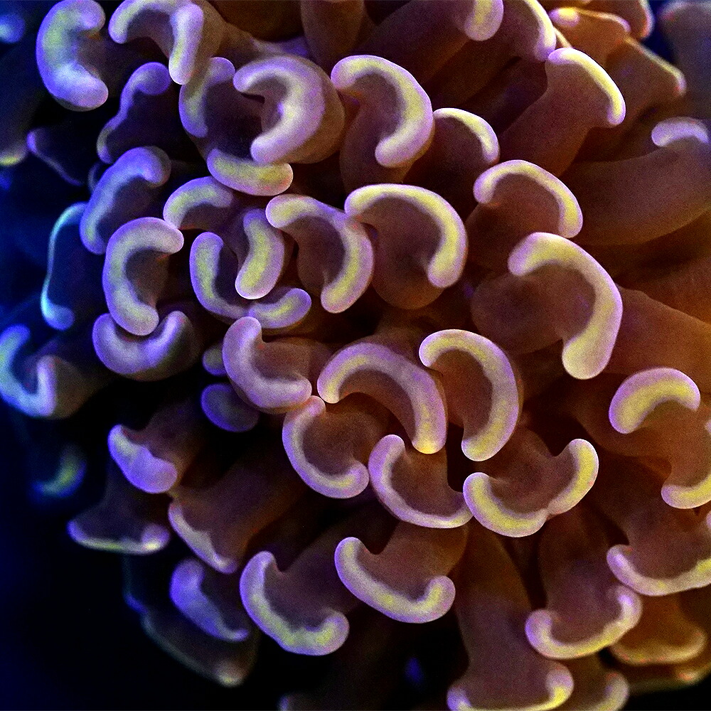 （サンゴ）フラグサンゴ　ナガレハナサンゴ　メタリックオレンジ　Mサイズポリカプラグ付き（１個）ｗｈ‐８６　北海道・九州航空便要保温