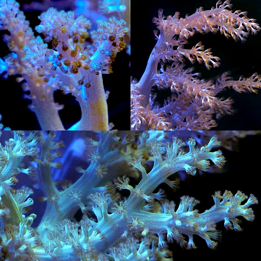 （サンゴ）フラグサンゴ　おまかせトサカサンゴ　ポリカプラグ付き（１個）ｗｈ‐８９