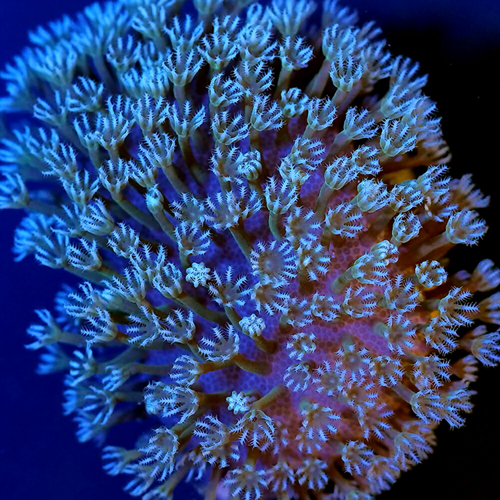 （サンゴ）フラグサンゴ　沖縄産　ウミキノコ　ライトグリーン　ポリカプラグ付き（１個）ｗｈ‐９１