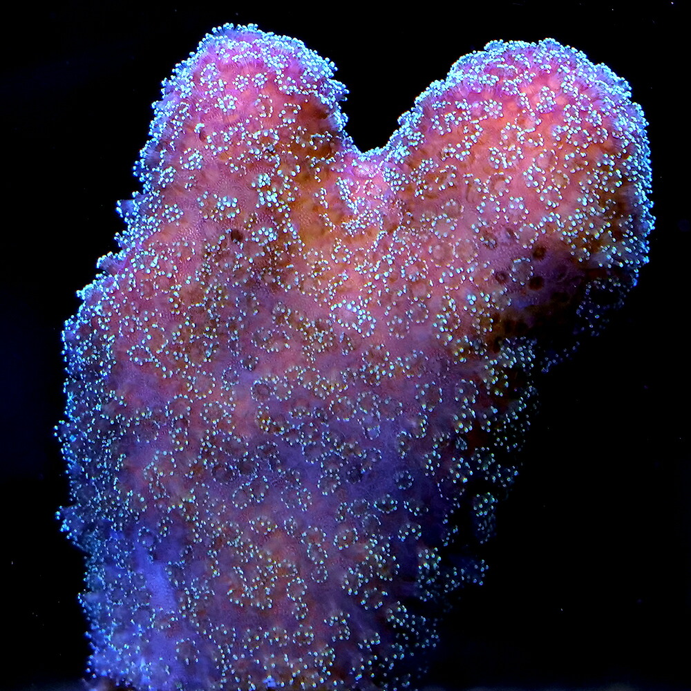（サンゴ）フラグサンゴ　オーストラリア産　ショウガサンゴ　ピンク　ポリプグリーン　ポリカプラグ付き（１個）ｗｈ‐９４