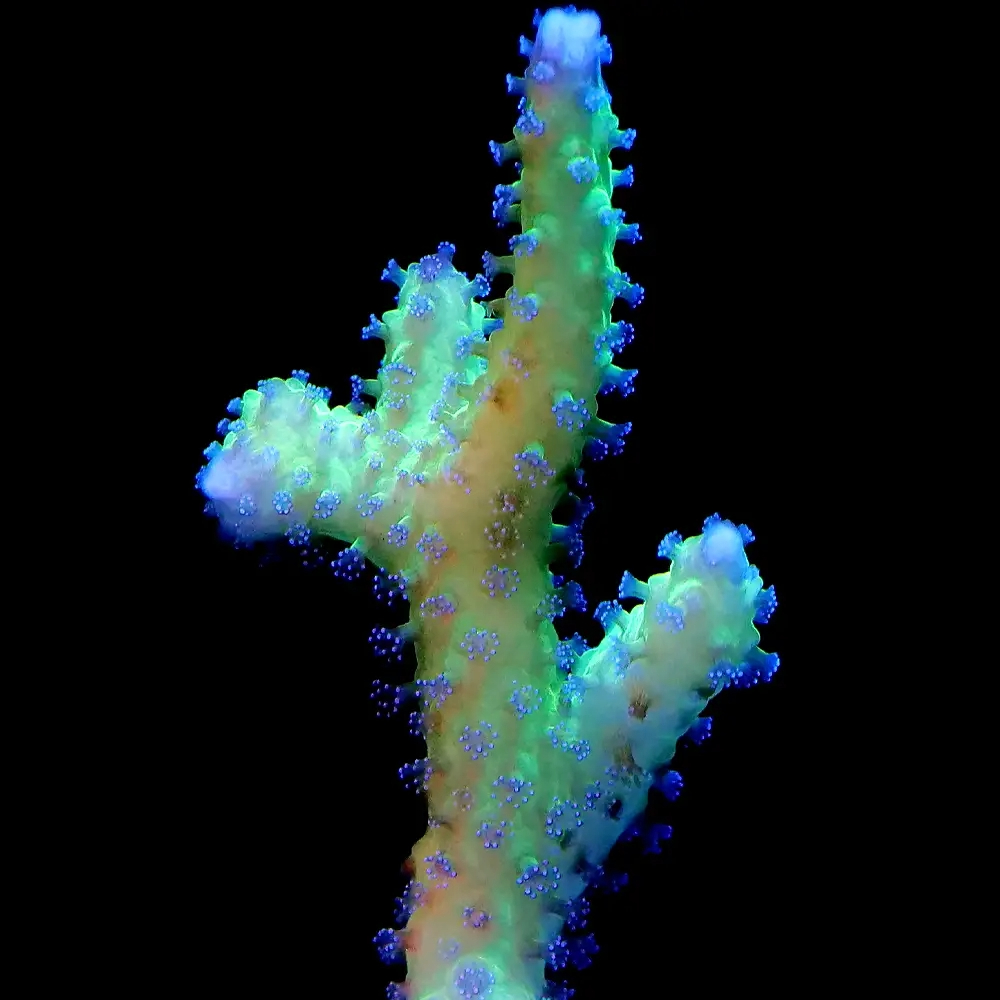 （サンゴ）フラグサンゴ　深場系トゲサンゴ　ポリカプラグ付き（１個）ｗｈ‐１００